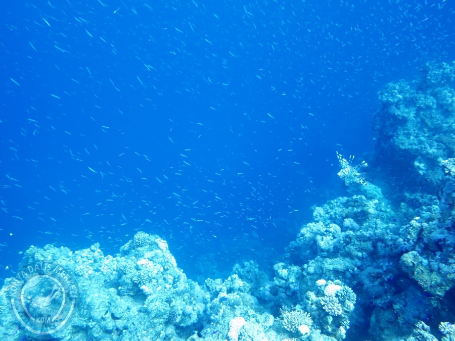 02-08 Aralık 2017 Sharm El Sheikh