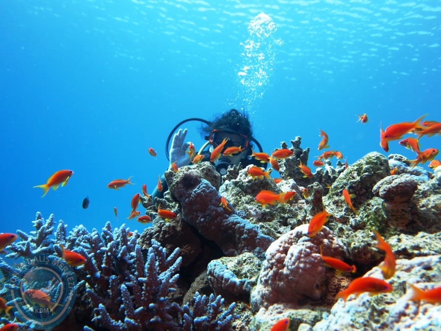 02-08 Aralık 2017 Sharm El Sheikh