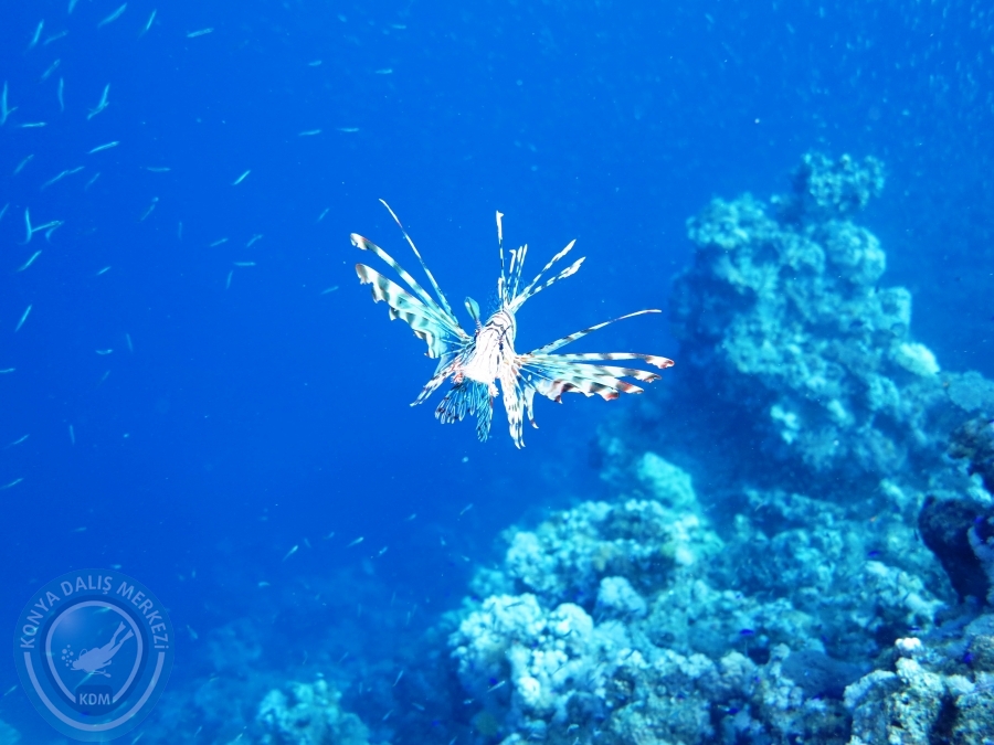 02-08 Aralık 2017 Sharm El Sheikh
