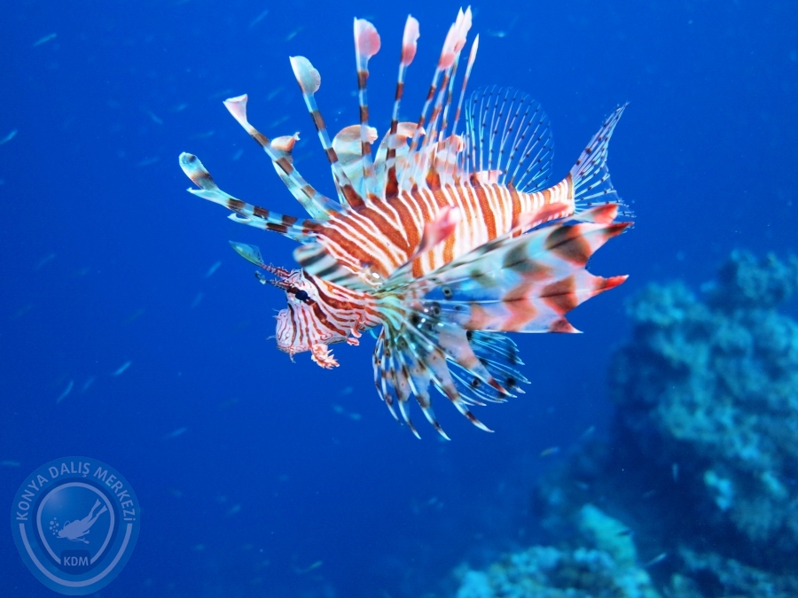 02-08 Aralık 2017 Sharm El Sheikh