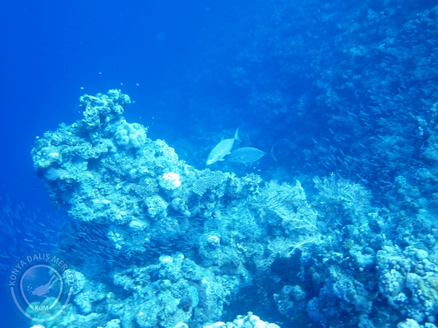 02-08 Aralık 2017 Sharm El Sheikh