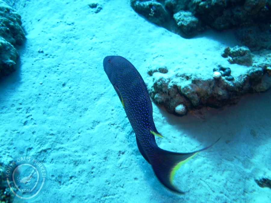 02-08 Aralık 2017 Sharm El Sheikh
