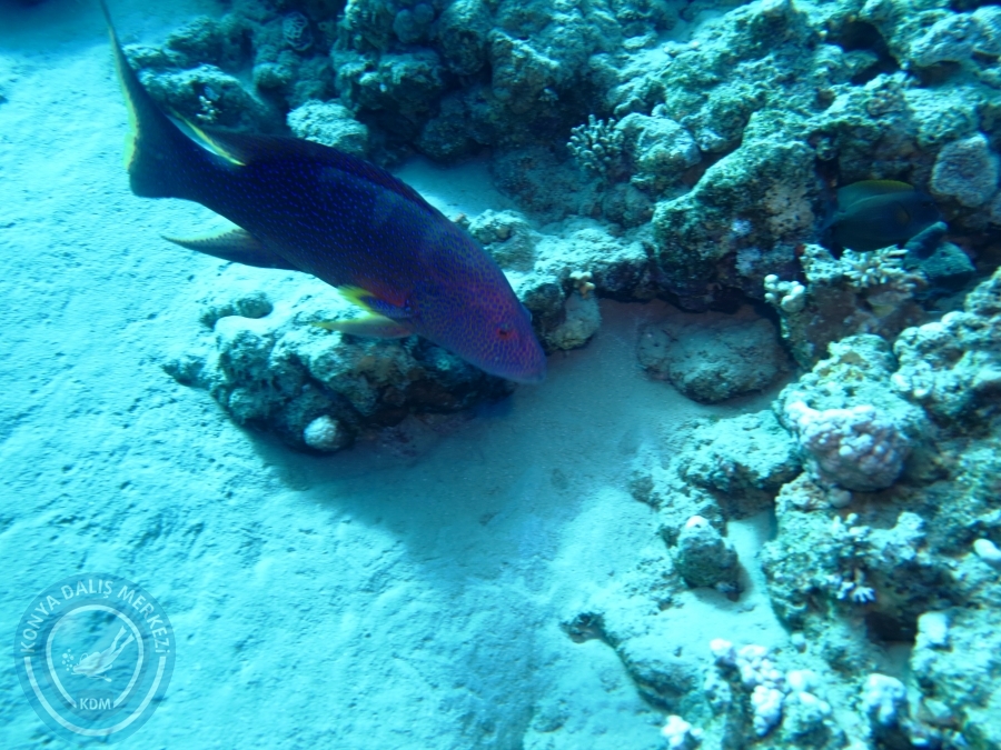 02-08 Aralık 2017 Sharm El Sheikh