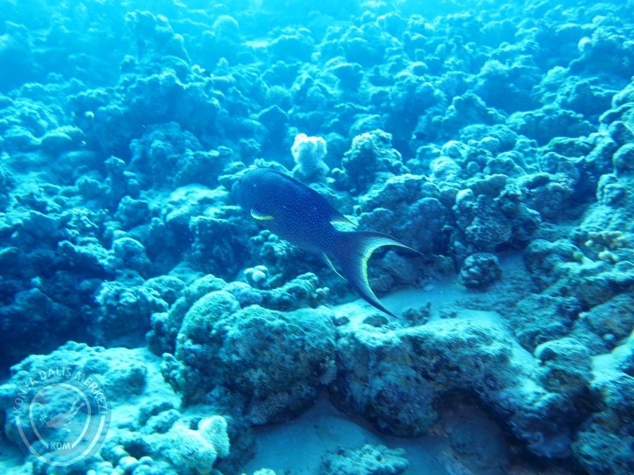 02-08 Aralık 2017 Sharm El Sheikh