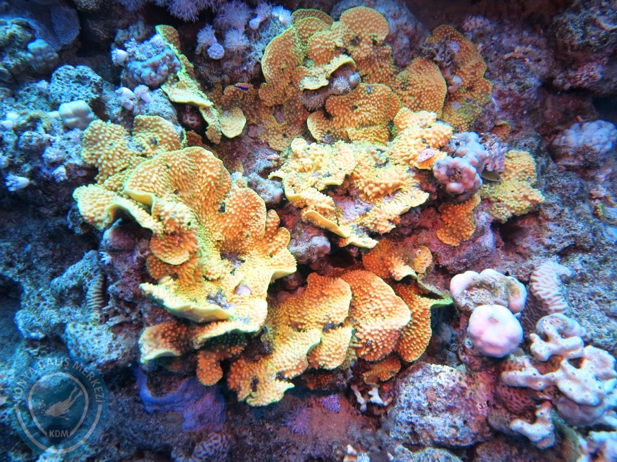 02-08 Aralık 2017 Sharm El Sheikh