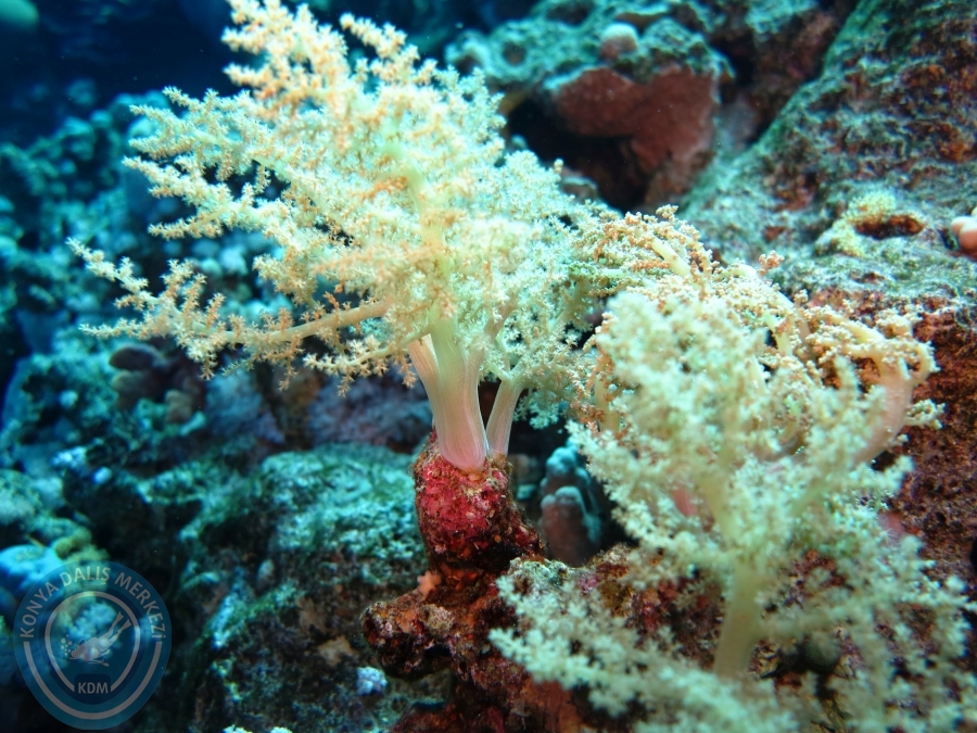 02-08 Aralık 2017 Sharm El Sheikh