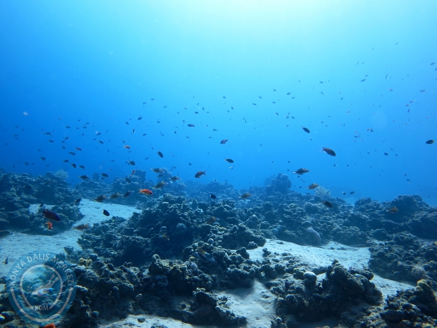 02-08 Aralık 2017 Sharm El Sheikh