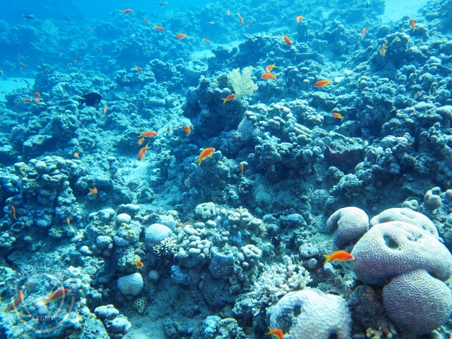 02-08 Aralık 2017 Sharm El Sheikh
