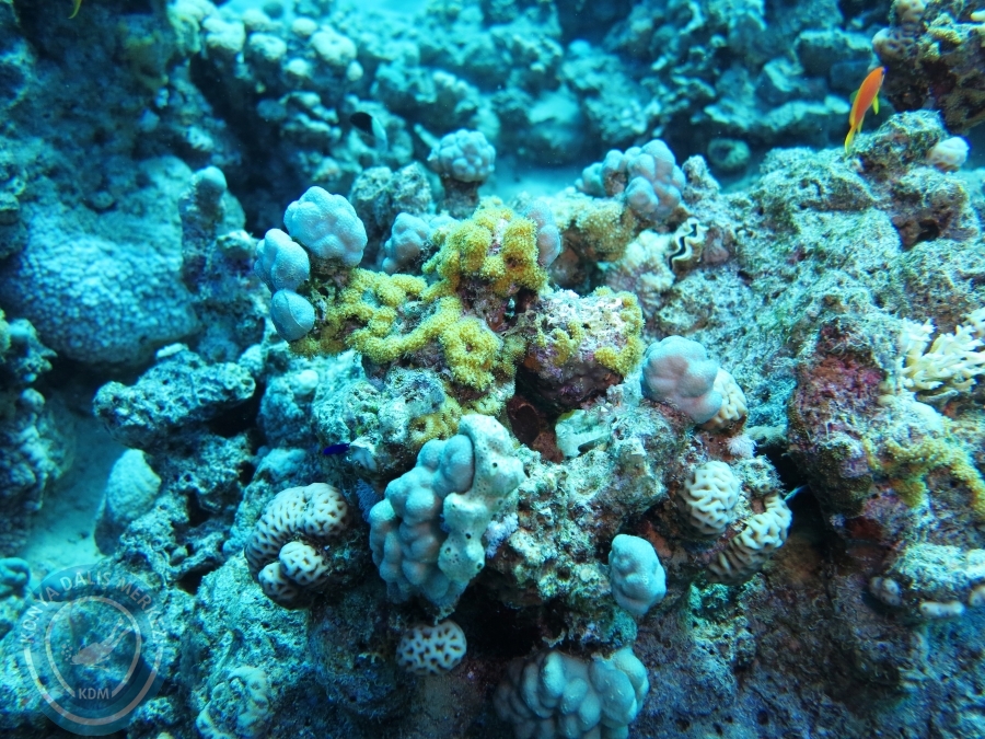02-08 Aralık 2017 Sharm El Sheikh