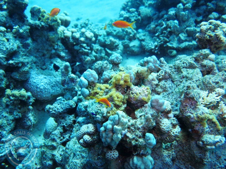 02-08 Aralık 2017 Sharm El Sheikh