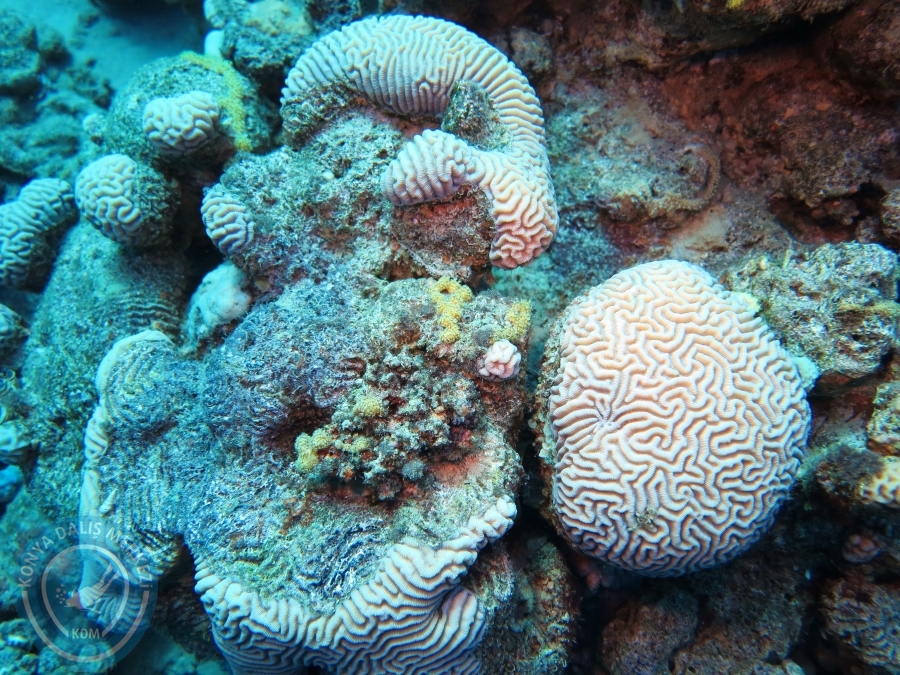 02-08 Aralık 2017 Sharm El Sheikh