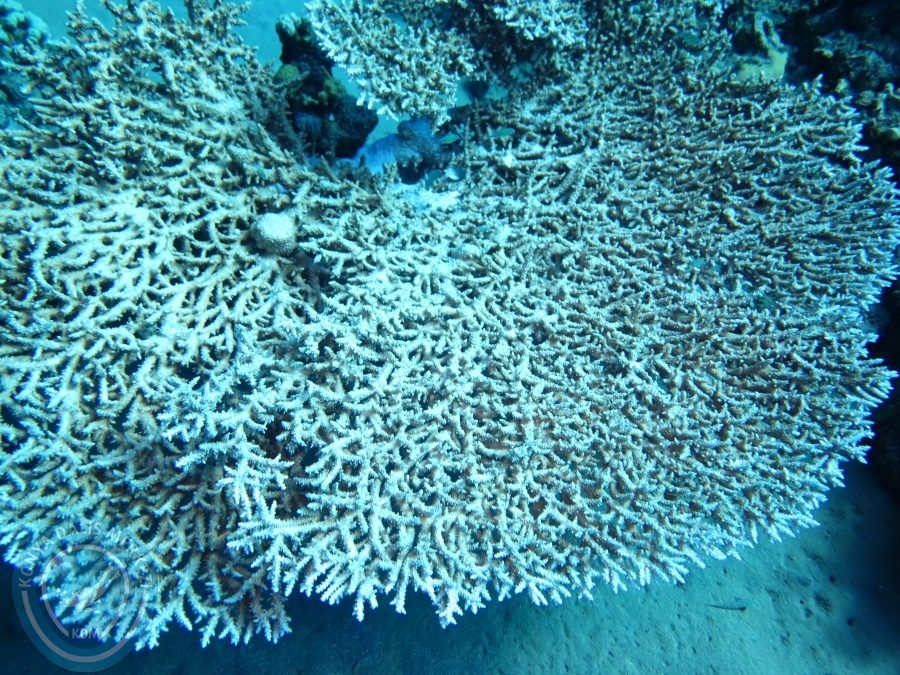 02-08 Aralık 2017 Sharm El Sheikh