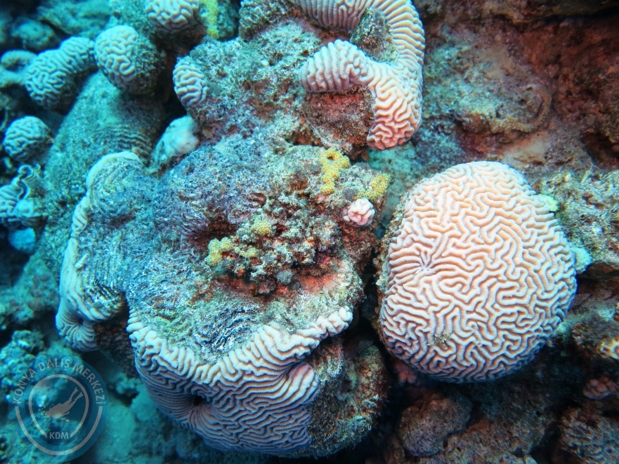 02-08 Aralık 2017 Sharm El Sheikh