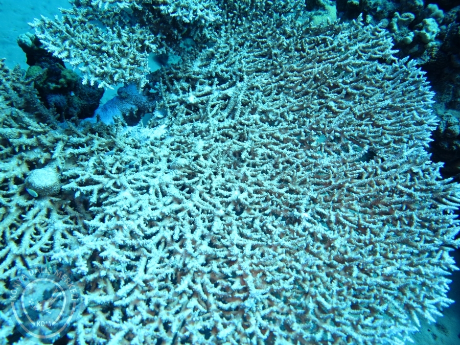 02-08 Aralık 2017 Sharm El Sheikh