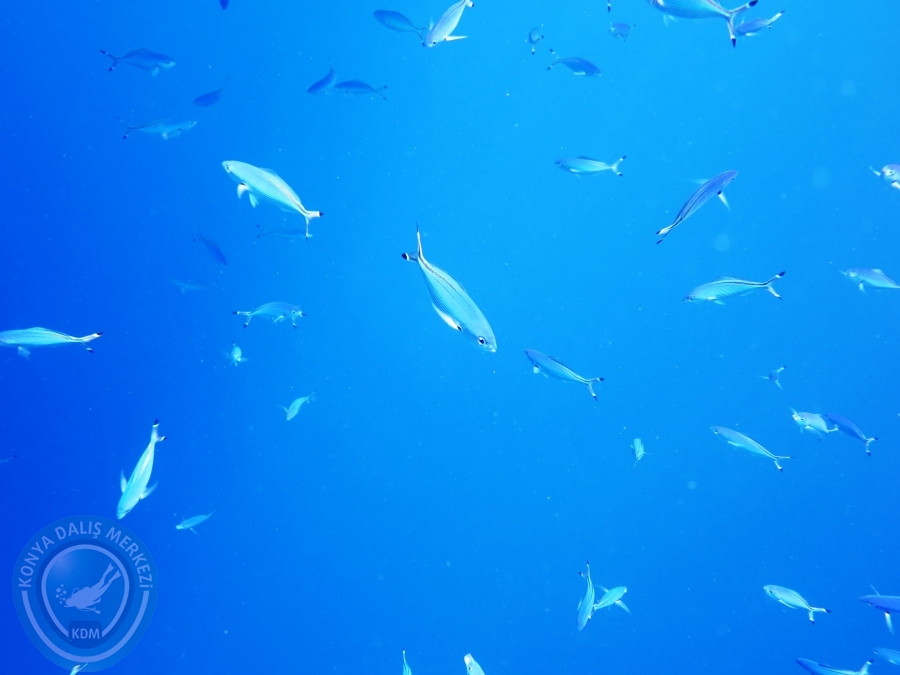 02-08 Aralık 2017 Sharm El Sheikh
