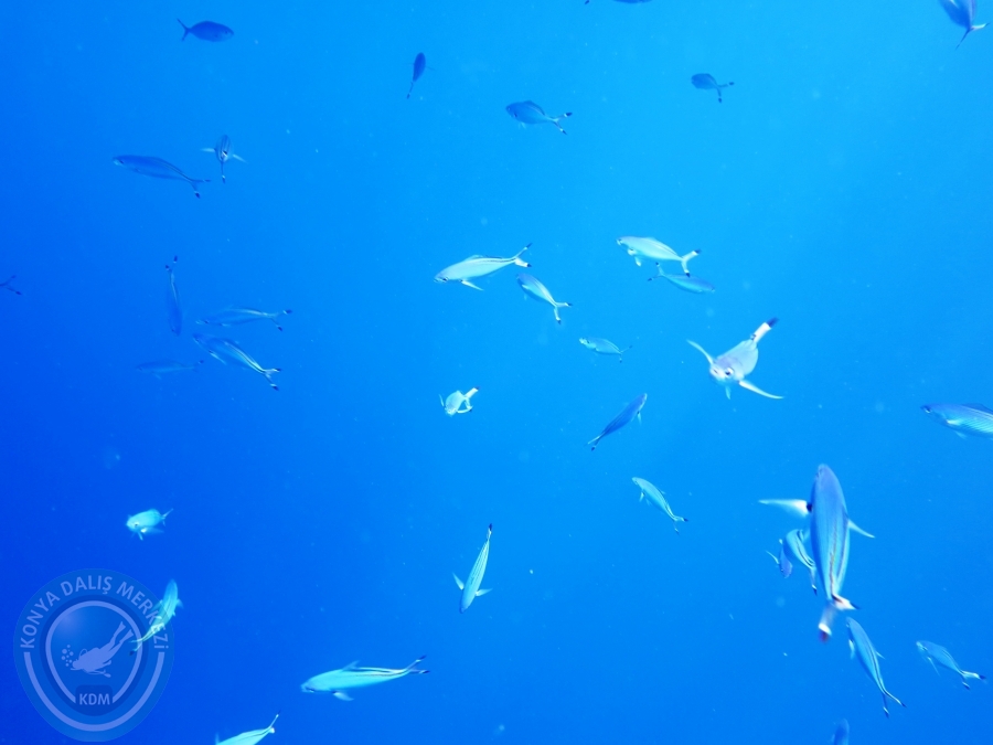 02-08 Aralık 2017 Sharm El Sheikh