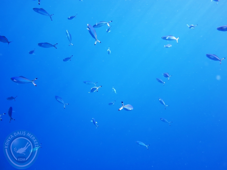 02-08 Aralık 2017 Sharm El Sheikh