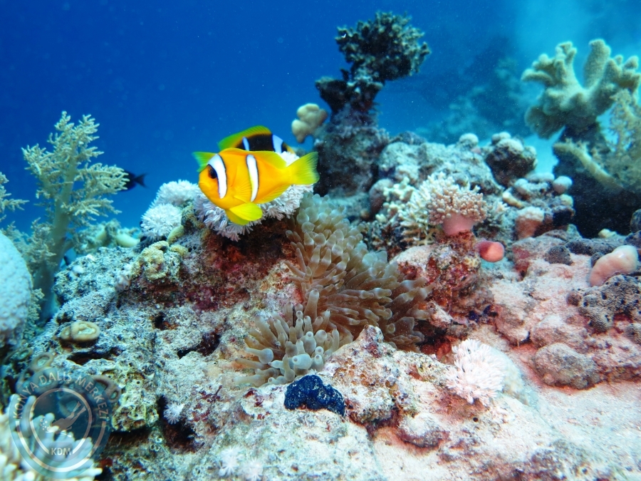 02-08 Aralık 2017 Sharm El Sheikh