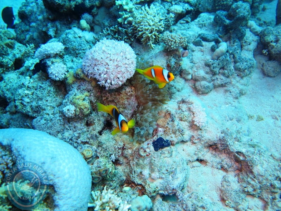 02-08 Aralık 2017 Sharm El Sheikh