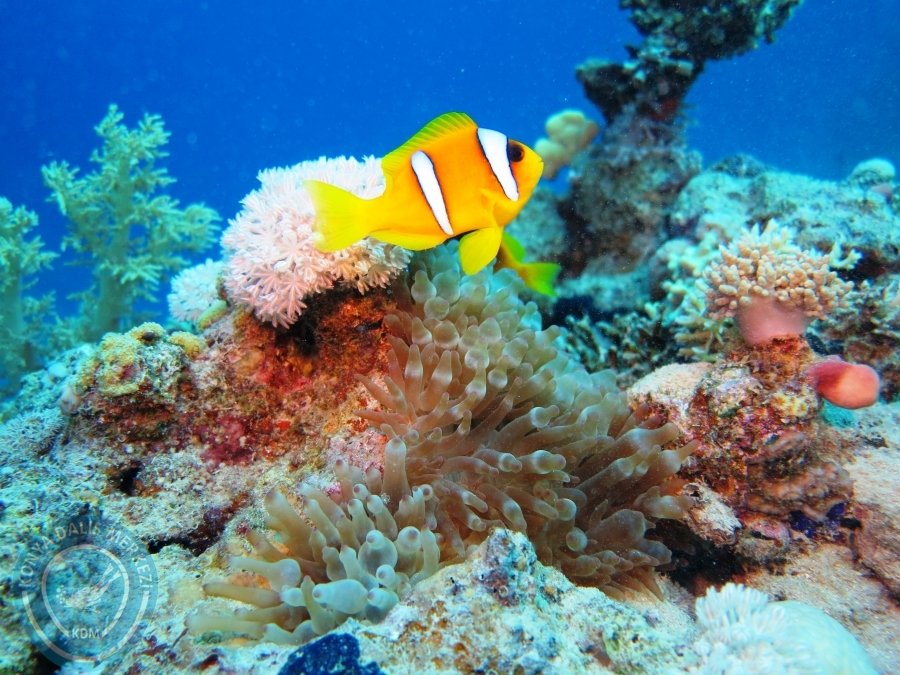 02-08 Aralık 2017 Sharm El Sheikh