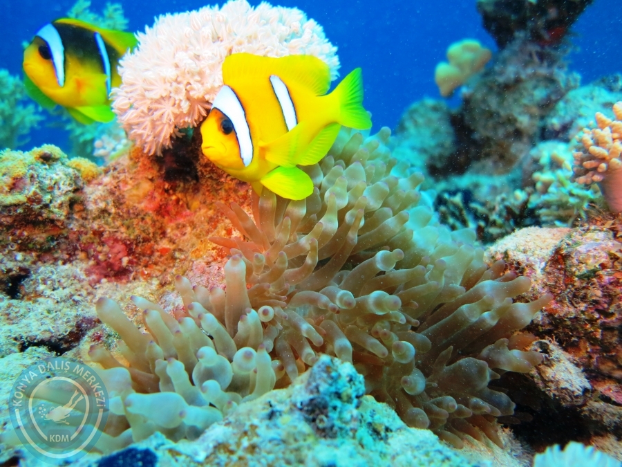 02-08 Aralık 2017 Sharm El Sheikh
