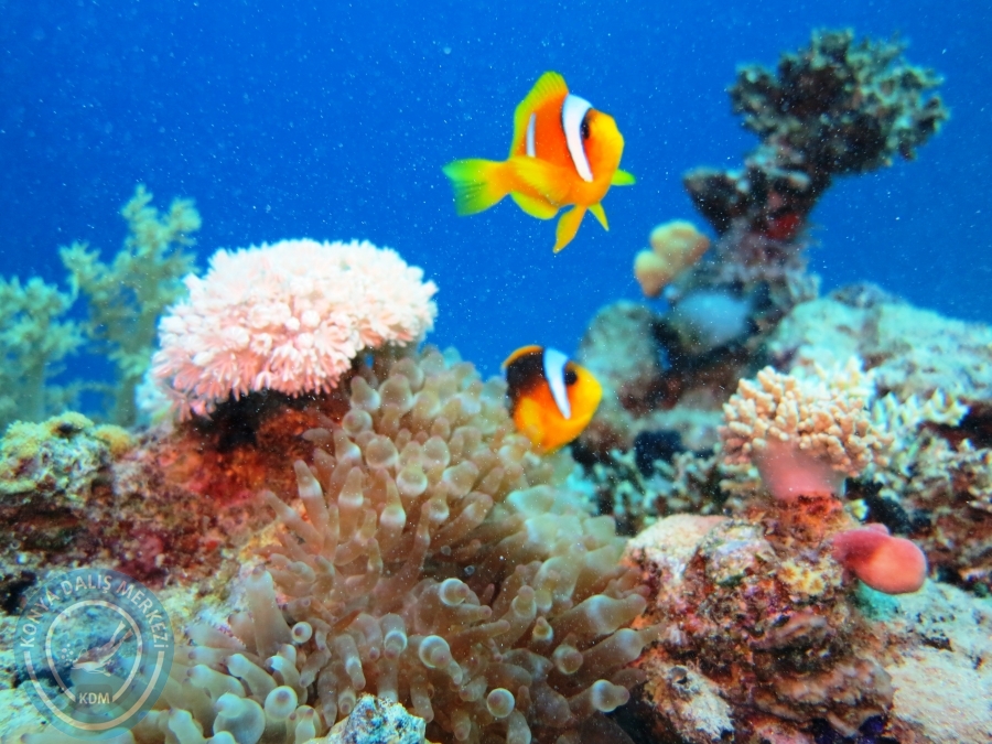 02-08 Aralık 2017 Sharm El Sheikh