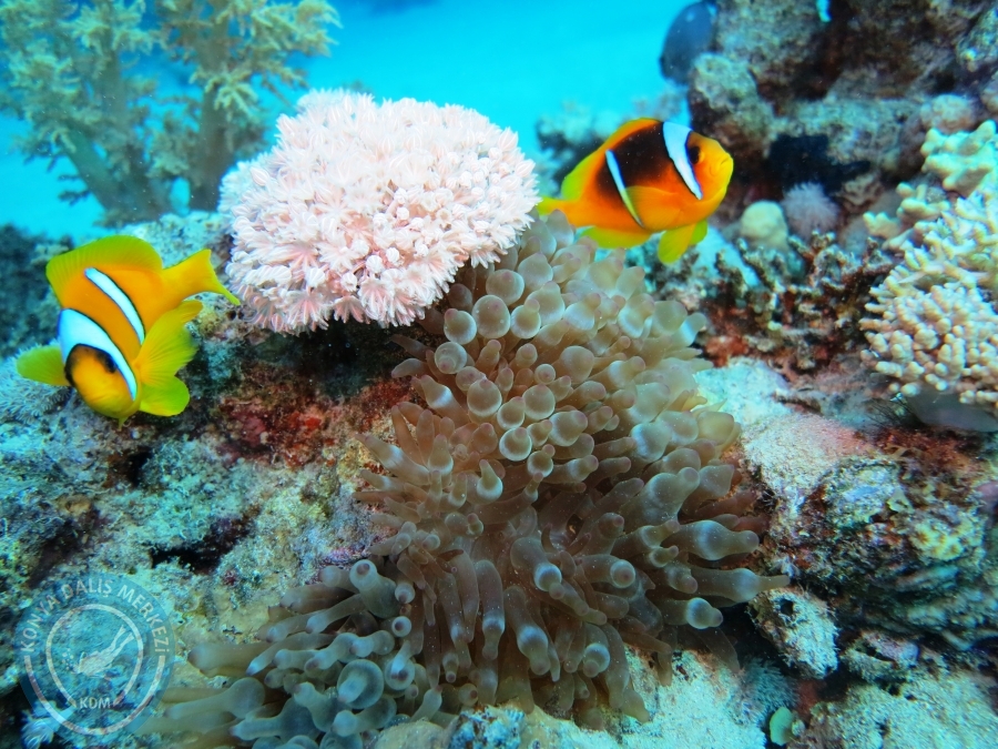 02-08 Aralık 2017 Sharm El Sheikh