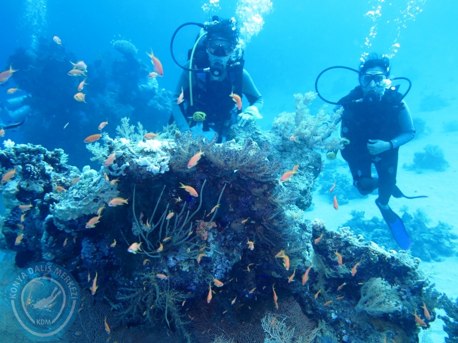 02-08 Aralık 2017 Sharm El Sheikh