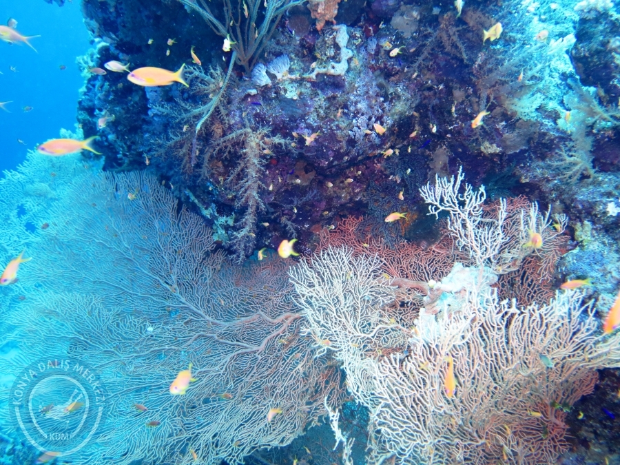 02-08 Aralık 2017 Sharm El Sheikh