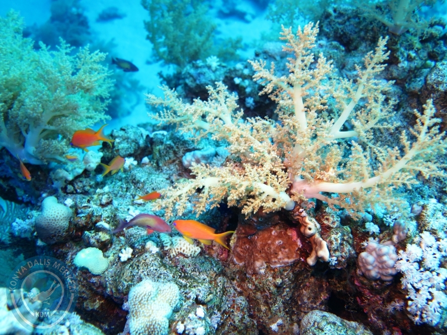 02-08 Aralık 2017 Sharm El Sheikh