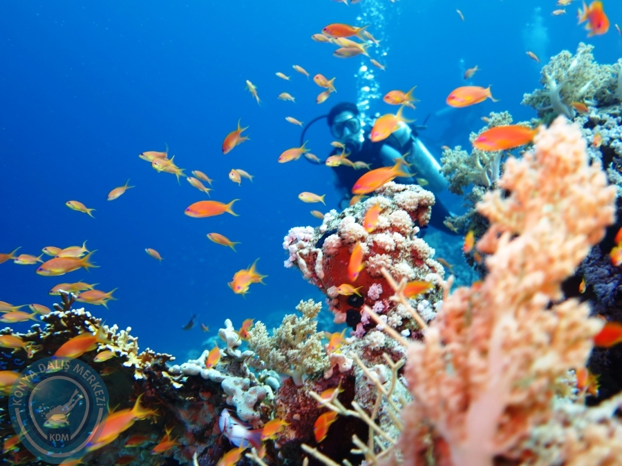 02-08 Aralık 2017 Sharm El Sheikh