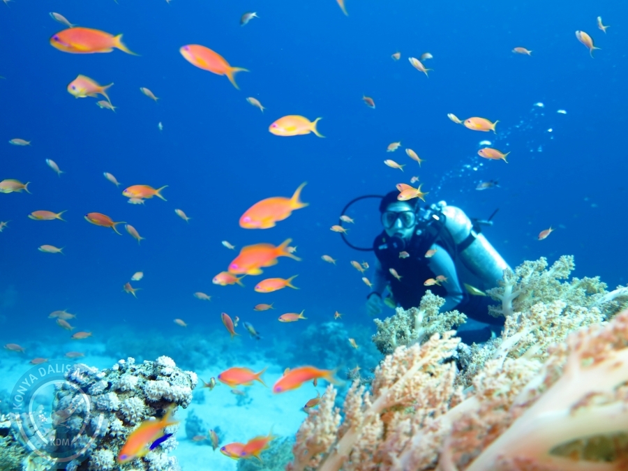 02-08 Aralık 2017 Sharm El Sheikh
