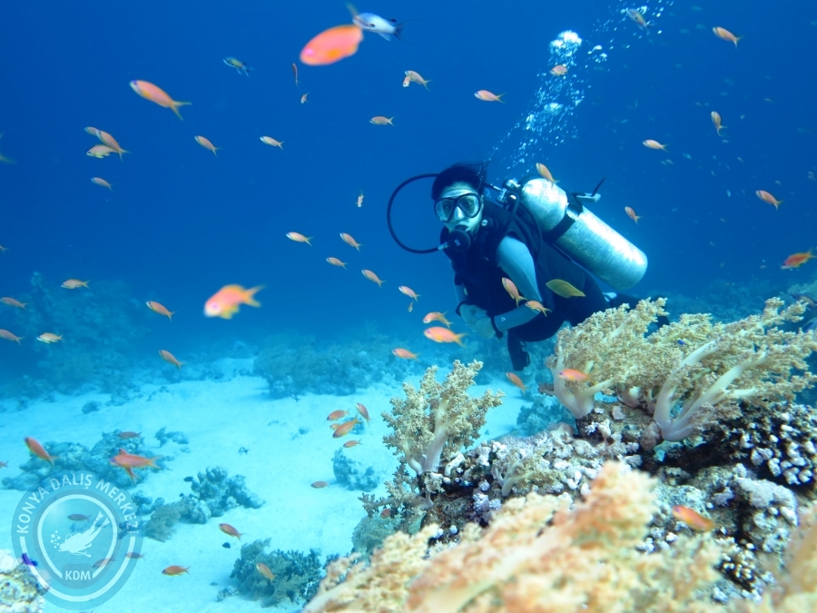 02-08 Aralık 2017 Sharm El Sheikh