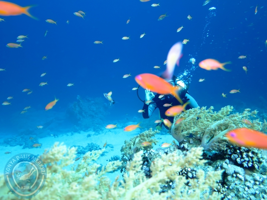 02-08 Aralık 2017 Sharm El Sheikh