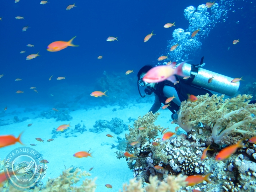 02-08 Aralık 2017 Sharm El Sheikh