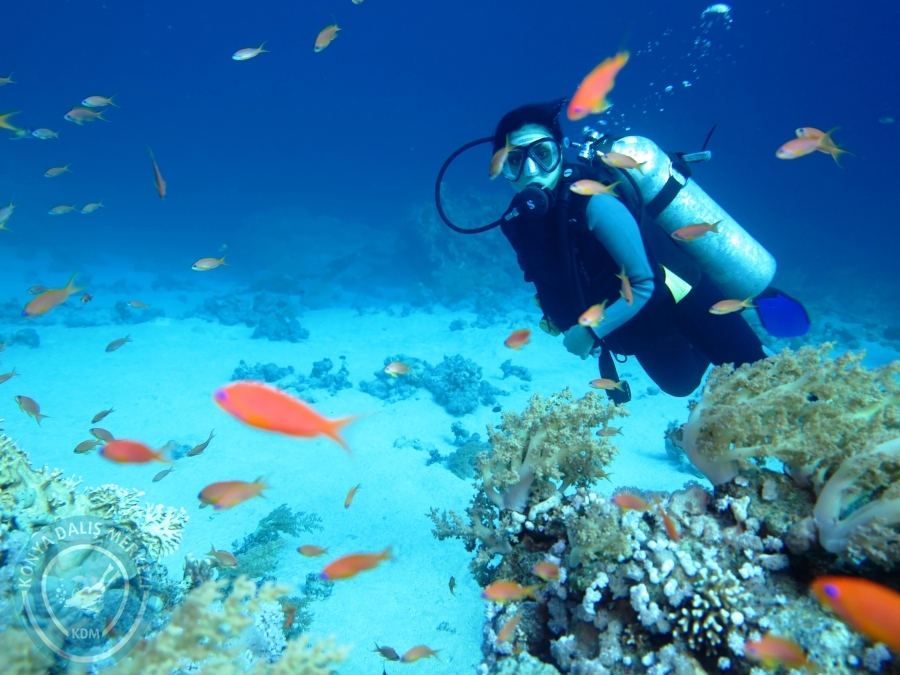 02-08 Aralık 2017 Sharm El Sheikh