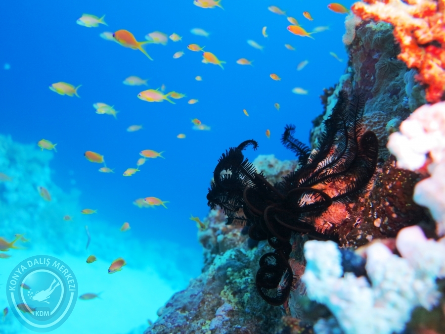 02-08 Aralık 2017 Sharm El Sheikh