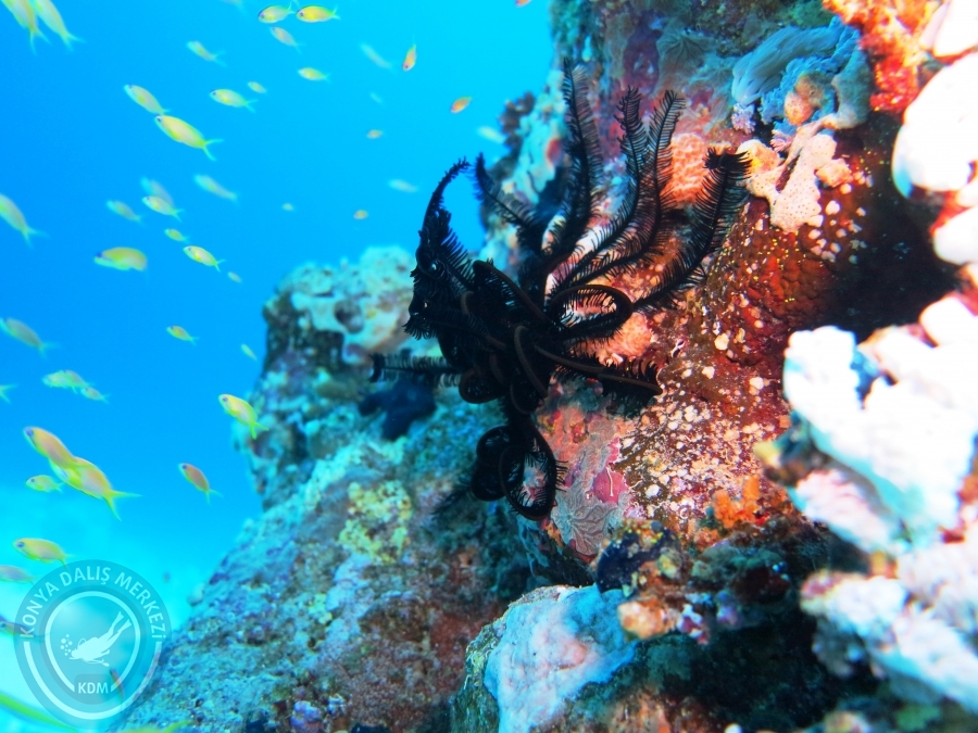 02-08 Aralık 2017 Sharm El Sheikh