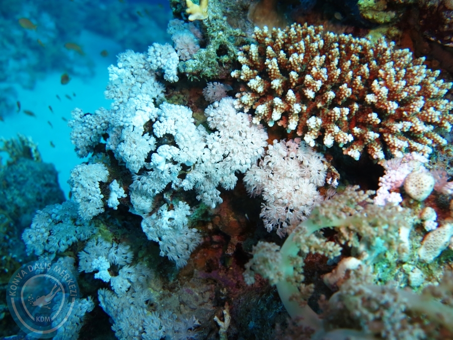 02-08 Aralık 2017 Sharm El Sheikh