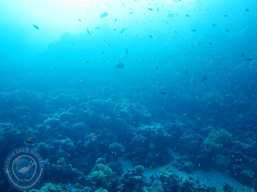 02-08 Aralık 2017 Sharm El Sheikh