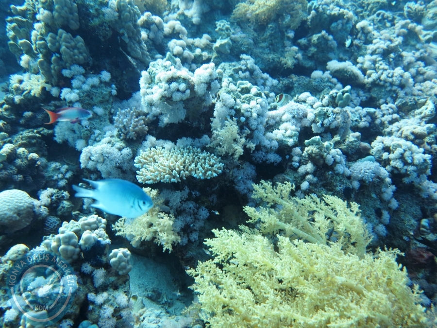 02-08 Aralık 2017 Sharm El Sheikh