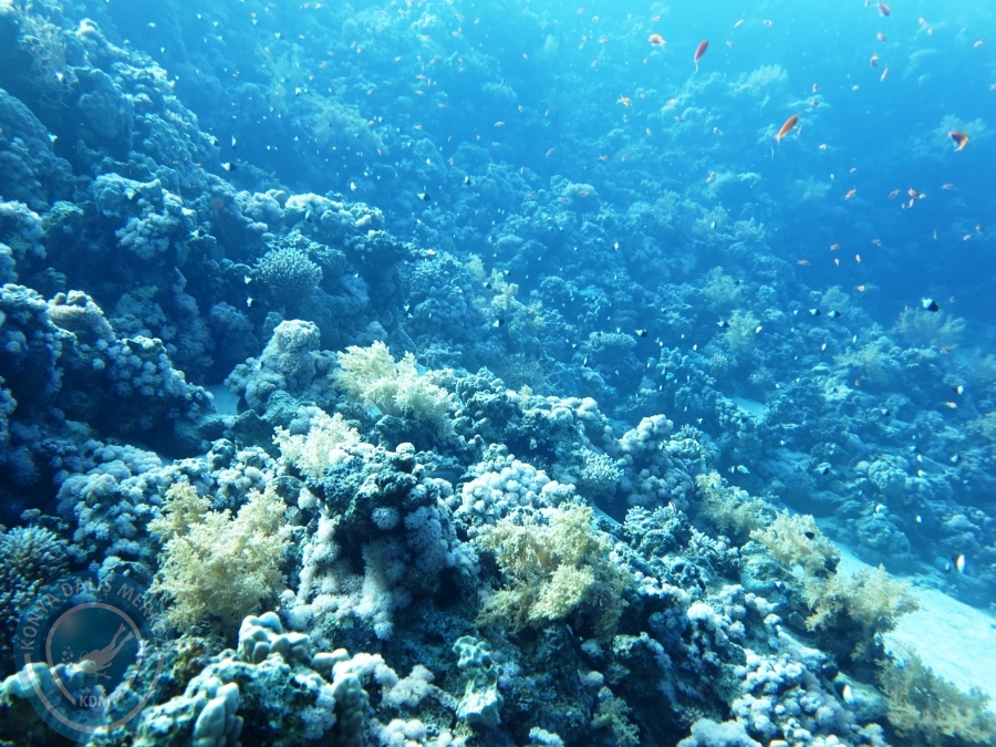 02-08 Aralık 2017 Sharm El Sheikh