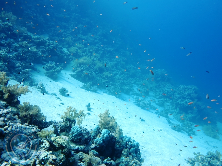02-08 Aralık 2017 Sharm El Sheikh