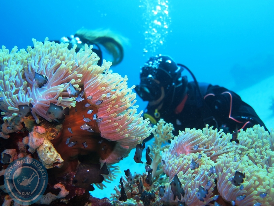 02-08 Aralık 2017 Sharm El Sheikh