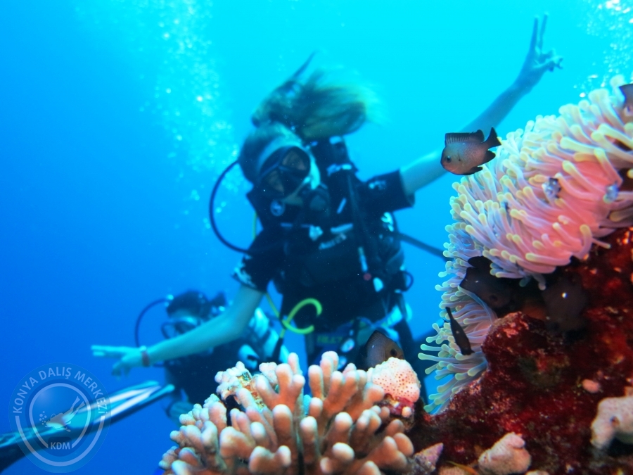 02-08 Aralık 2017 Sharm El Sheikh