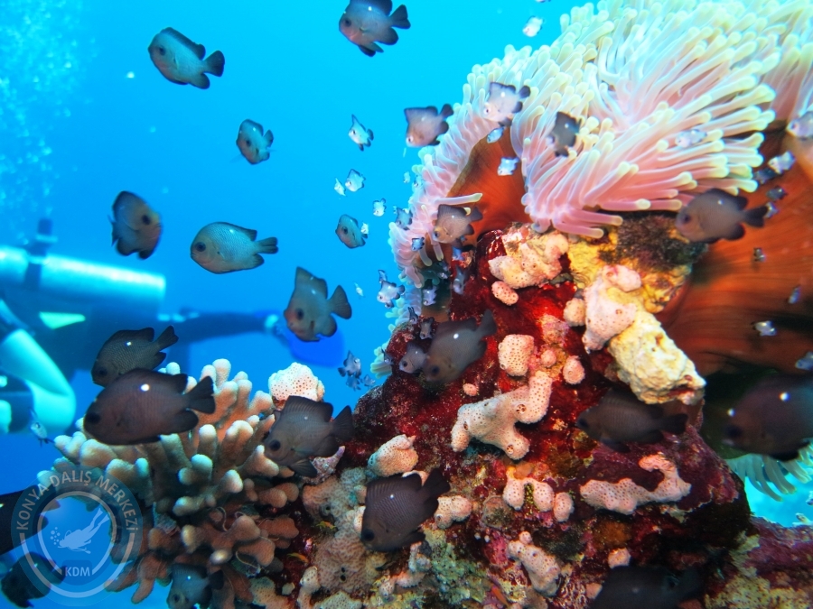 02-08 Aralık 2017 Sharm El Sheikh