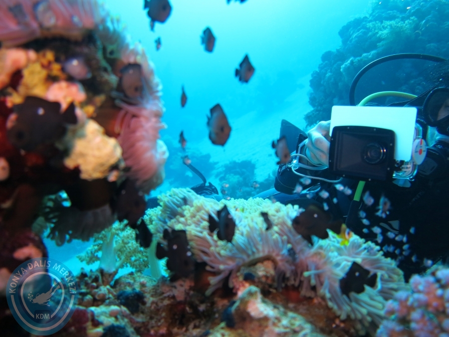 02-08 Aralık 2017 Sharm El Sheikh