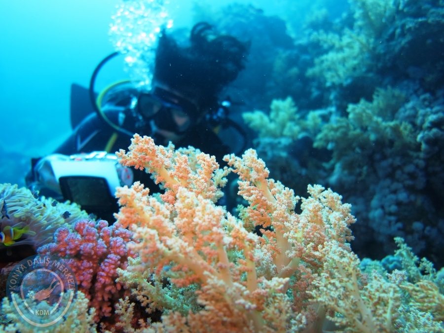 02-08 Aralık 2017 Sharm El Sheikh