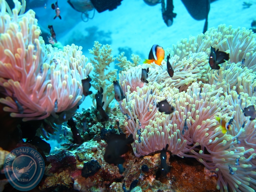 02-08 Aralık 2017 Sharm El Sheikh