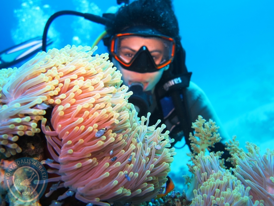 02-08 Aralık 2017 Sharm El Sheikh